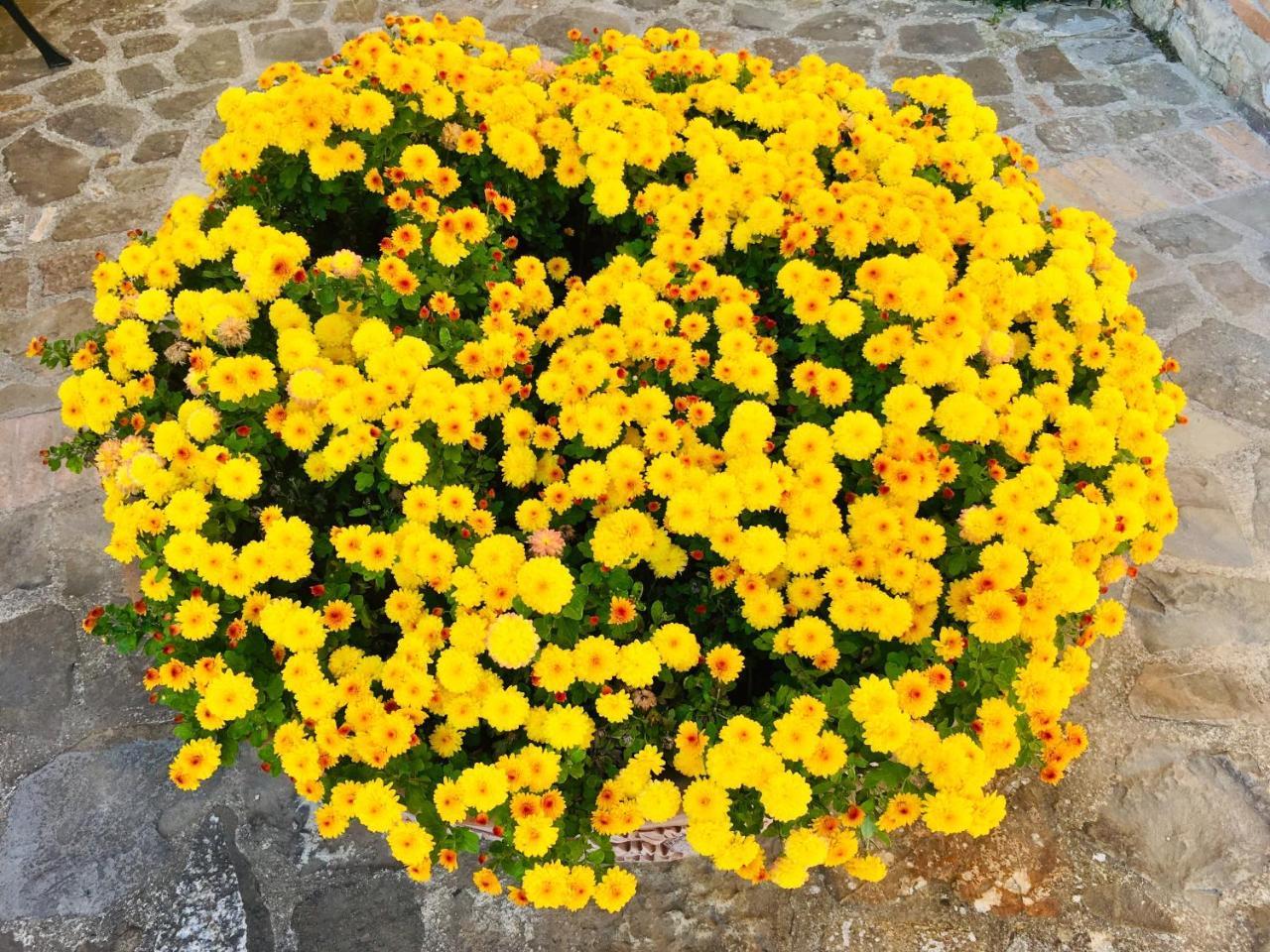 Piombaia Villa Montalcino Kültér fotó